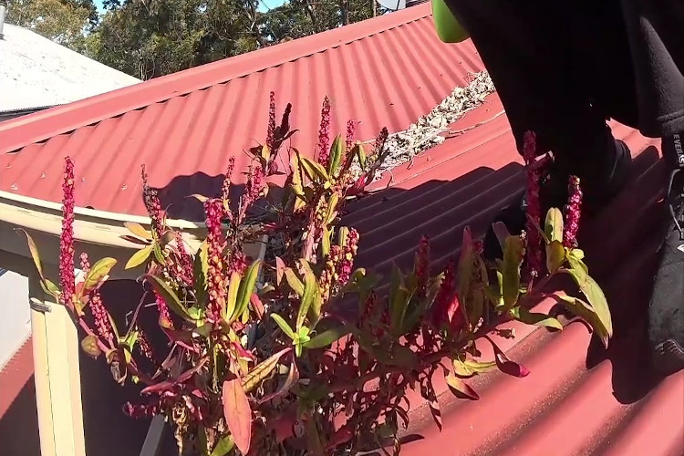 Gorgeous crimson plants emerging from the gutters, gutter cleaning set to commence.