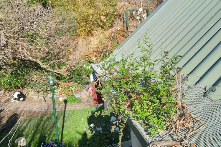 
Verdant growth bursts through a gutter guard in merimbula, prompting a necessary cleaning.