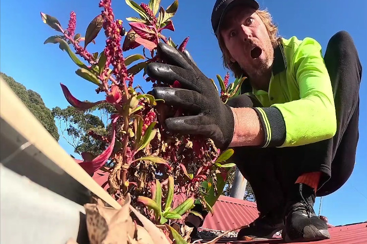 
Gutter cleaner in merimbula in total awe of the sight of magnificent plants flourishing from the guttering.