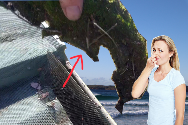 
Local Woman Holds Nose as merimbula Gutter Cleaning Service Clears Moss Under Gutter Guard