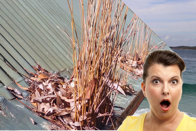 
merimbula Woman in Shock as Plants Thrive in Gutter Guard System